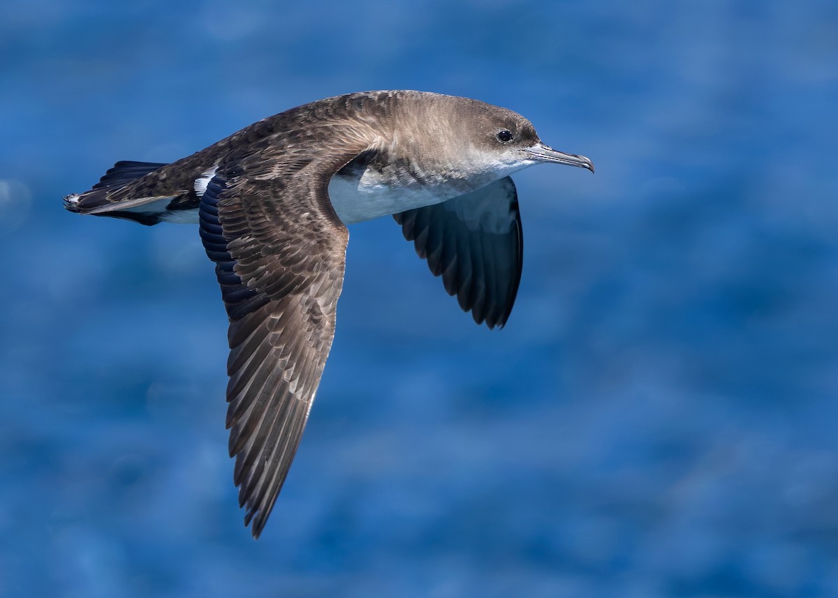 Fluttering Shearwater - ML628336608