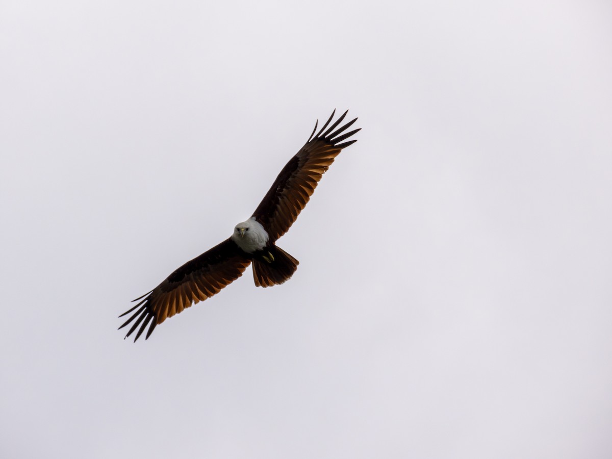 Brahminy Kite - ML628336942