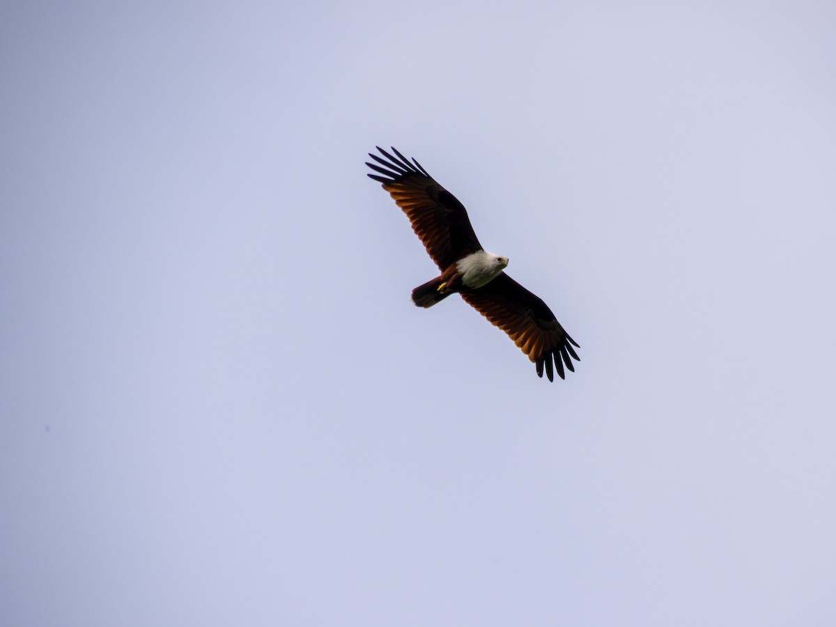 Brahminy Kite - ML628336943