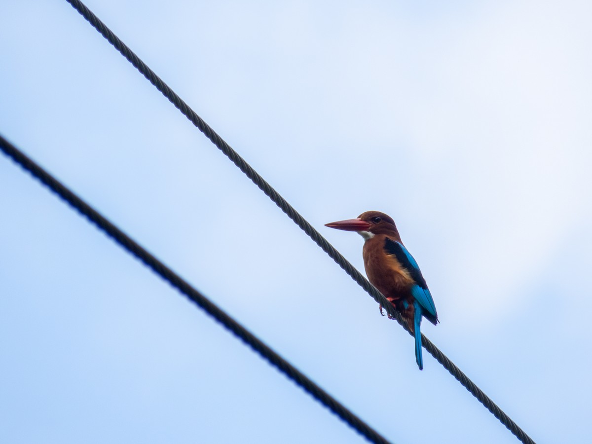 Brown-breasted Kingfisher - ML628336945