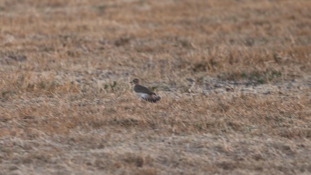 Mountain Plover - ML628337182