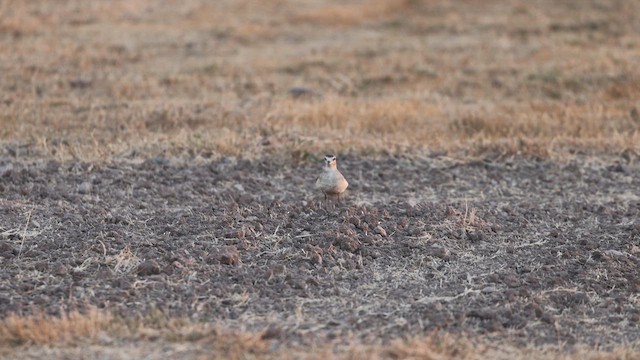 Mountain Plover - ML628337183