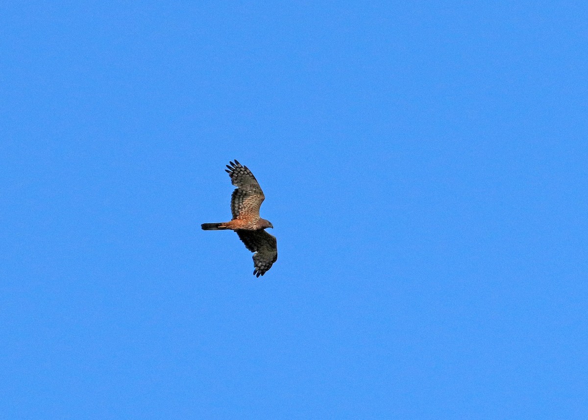 African Marsh Harrier - ML628337329