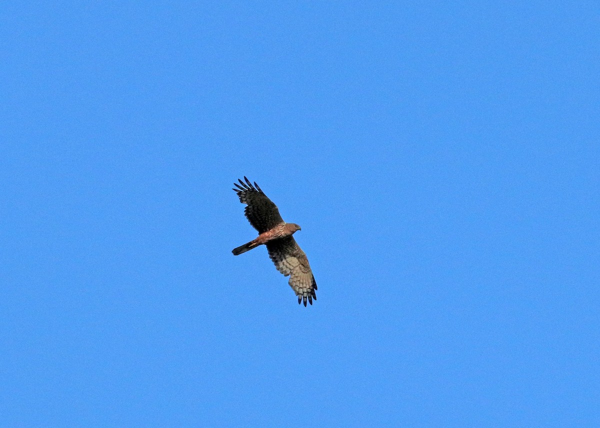 African Marsh Harrier - ML628337331