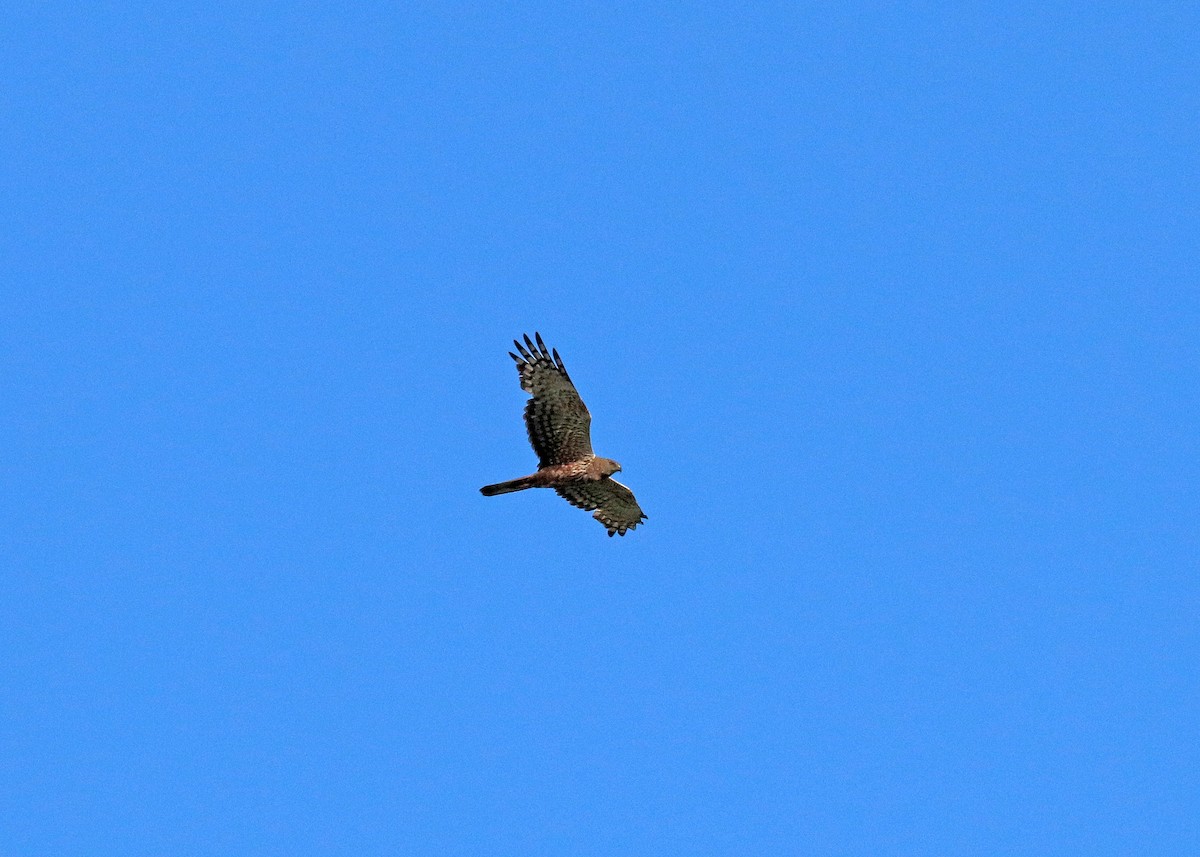 African Marsh Harrier - ML628337332