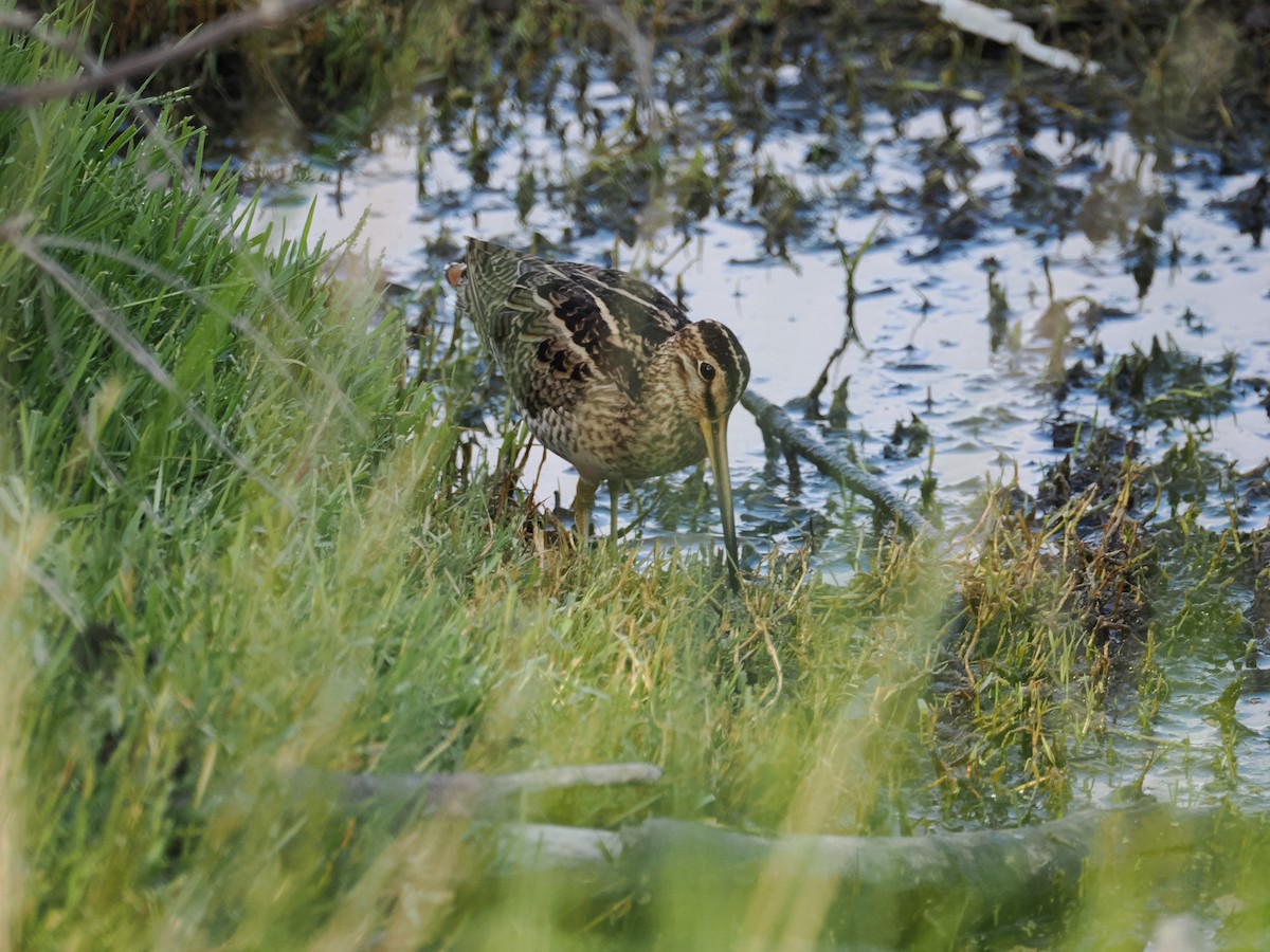 Bécassine du Japon - ML628337510