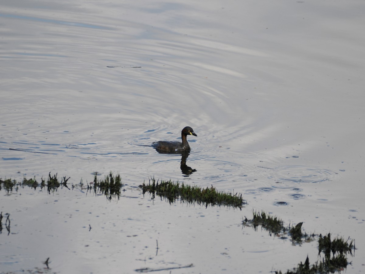 Grèbe australasien - ML628337524