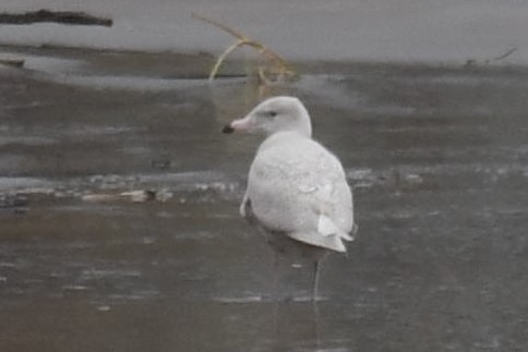 Glaucous Gull - ML628337700