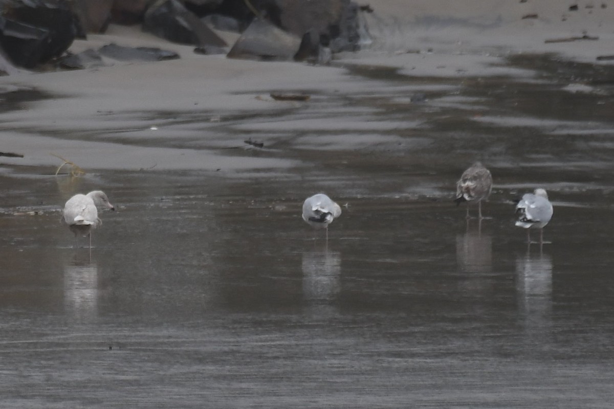 Glaucous Gull - ML628337701