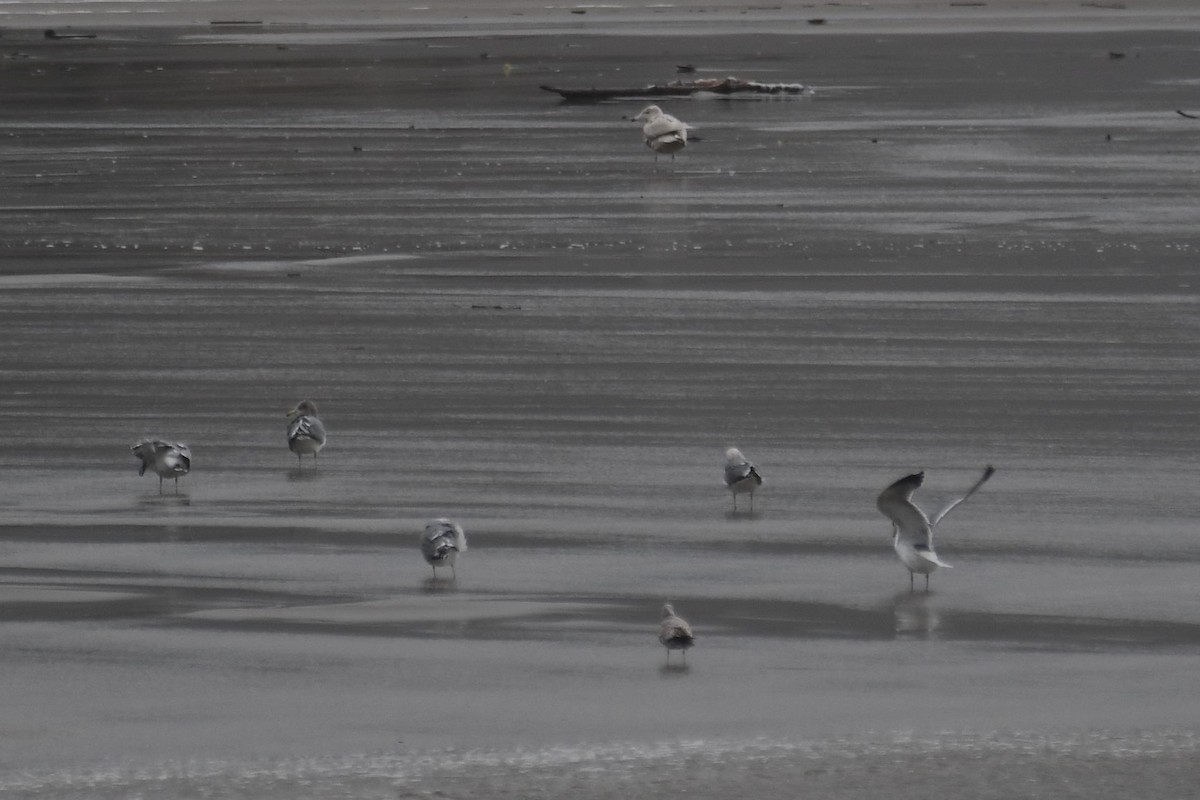 Glaucous Gull - ML628337702