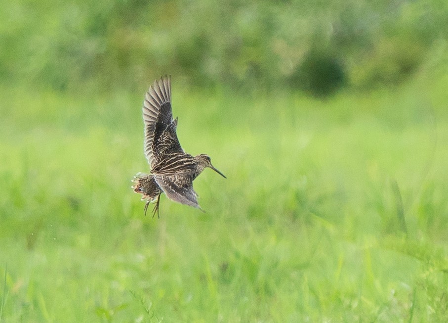 Pin-tailed Snipe - ML628337968