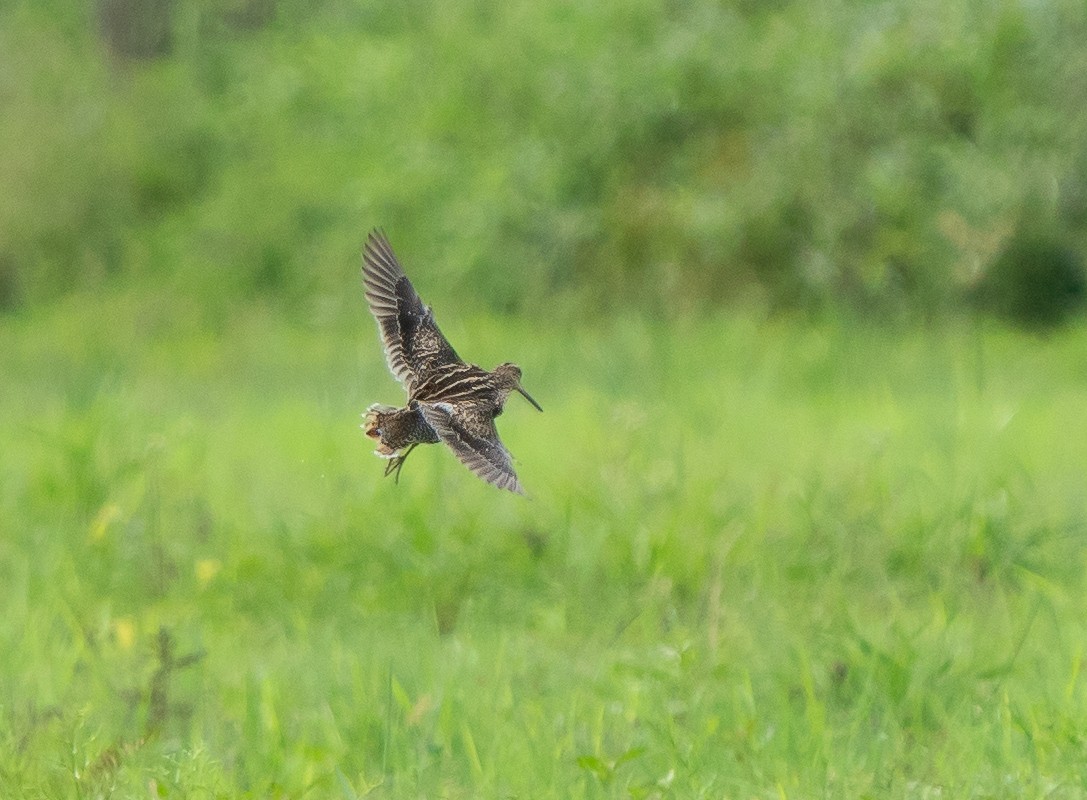 Pin-tailed Snipe - ML628337969