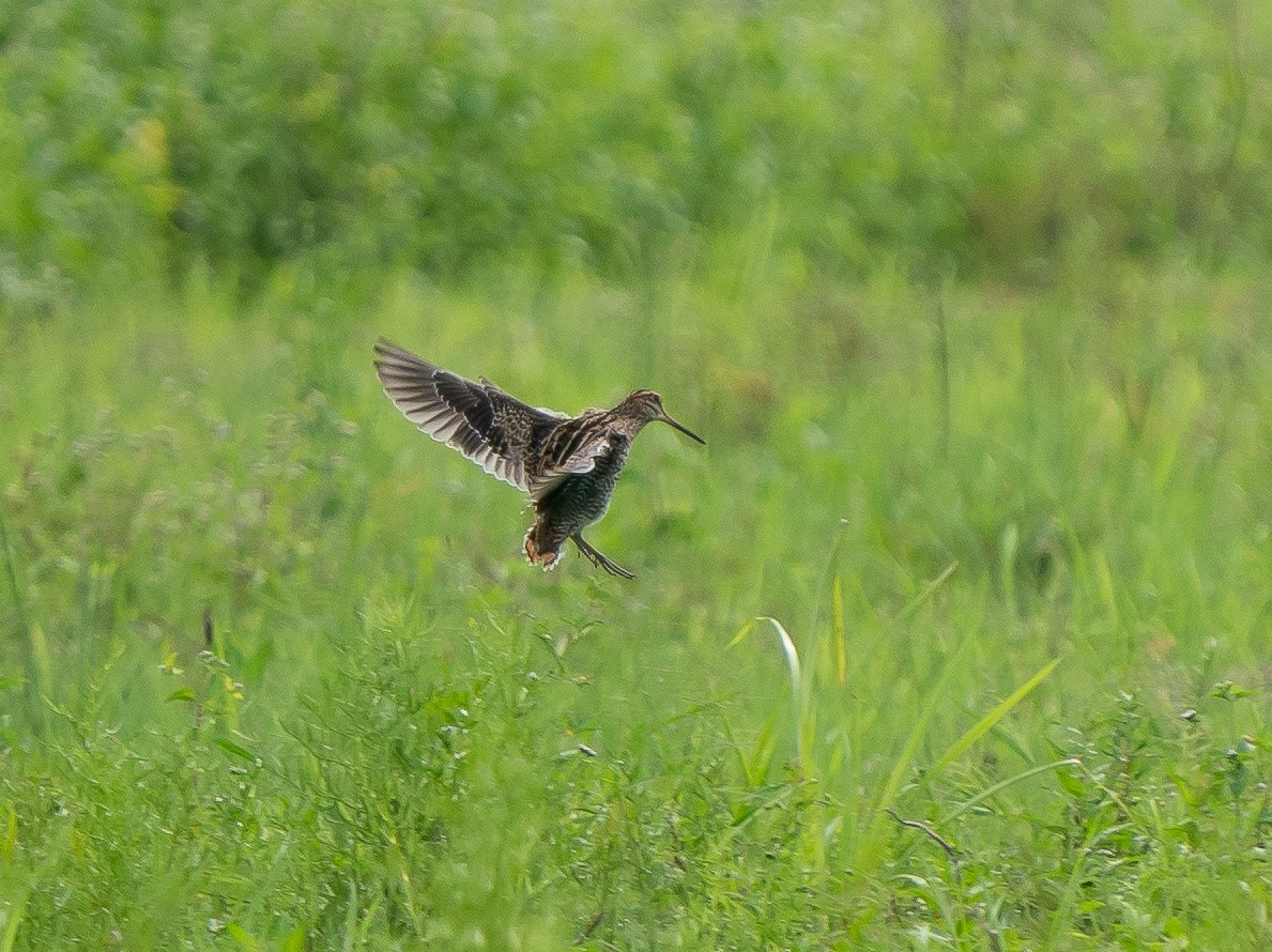 Common Snipe - ML628337975