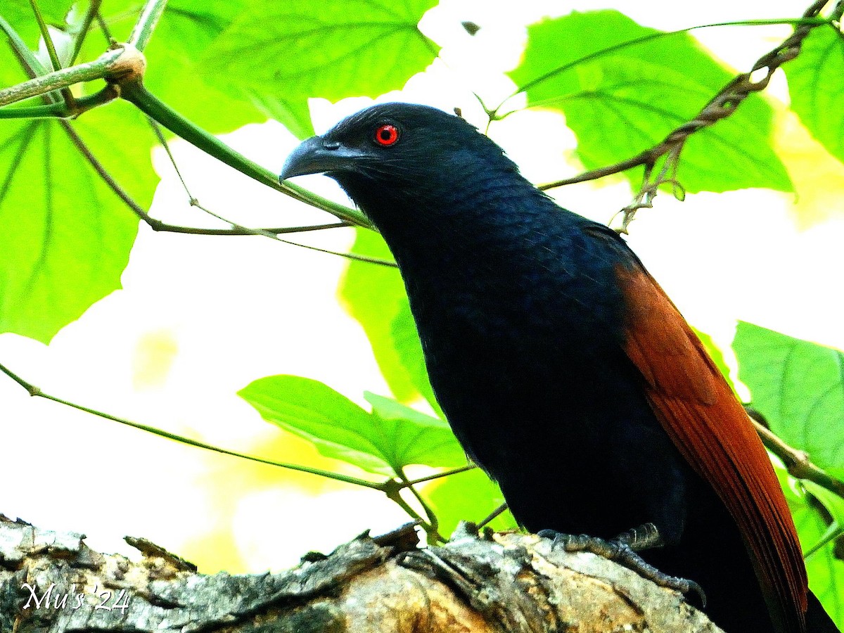 Greater Coucal - ML628338008