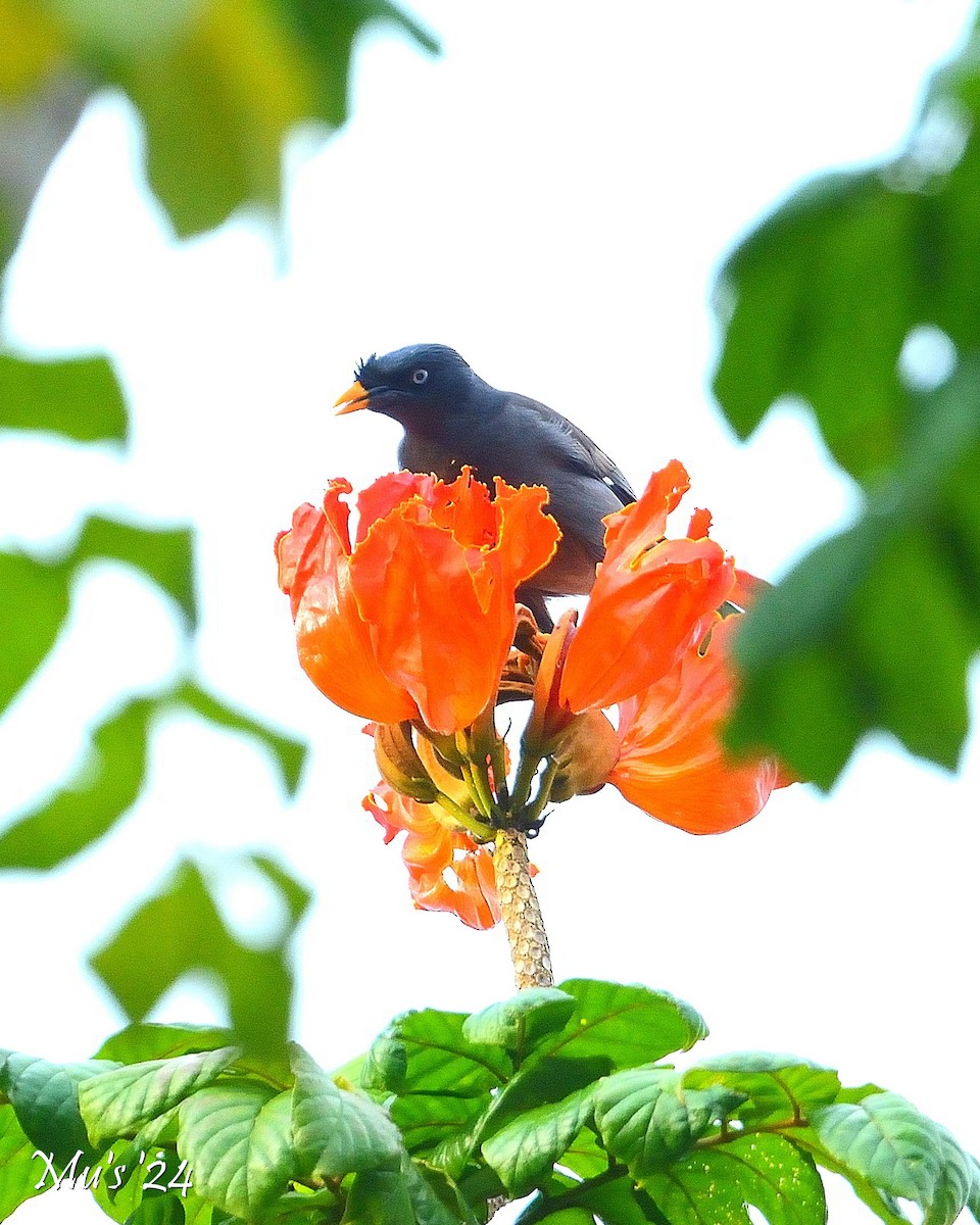 Jungle Myna - ML628338014