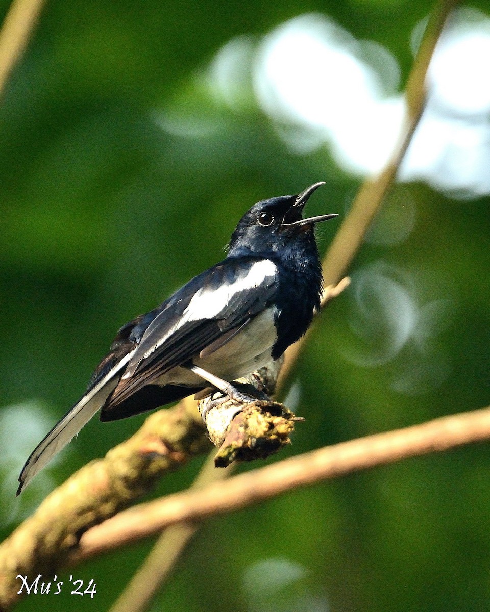 Oriental Magpie-Robin - ML628338022