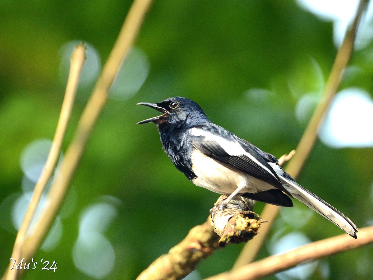 Oriental Magpie-Robin - ML628338023