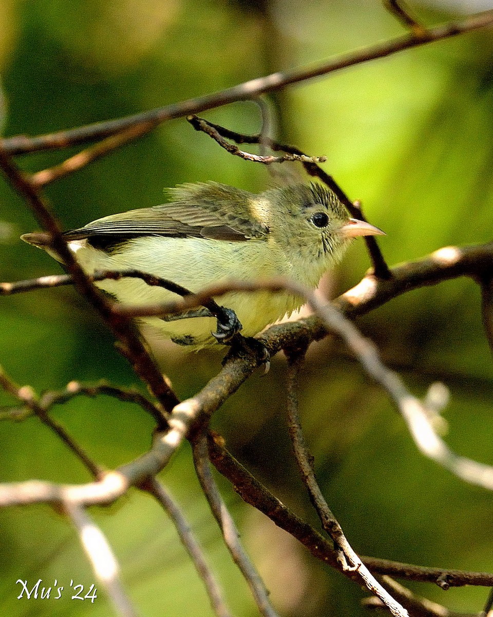 Pale-billed Flowerpecker - ML628338025