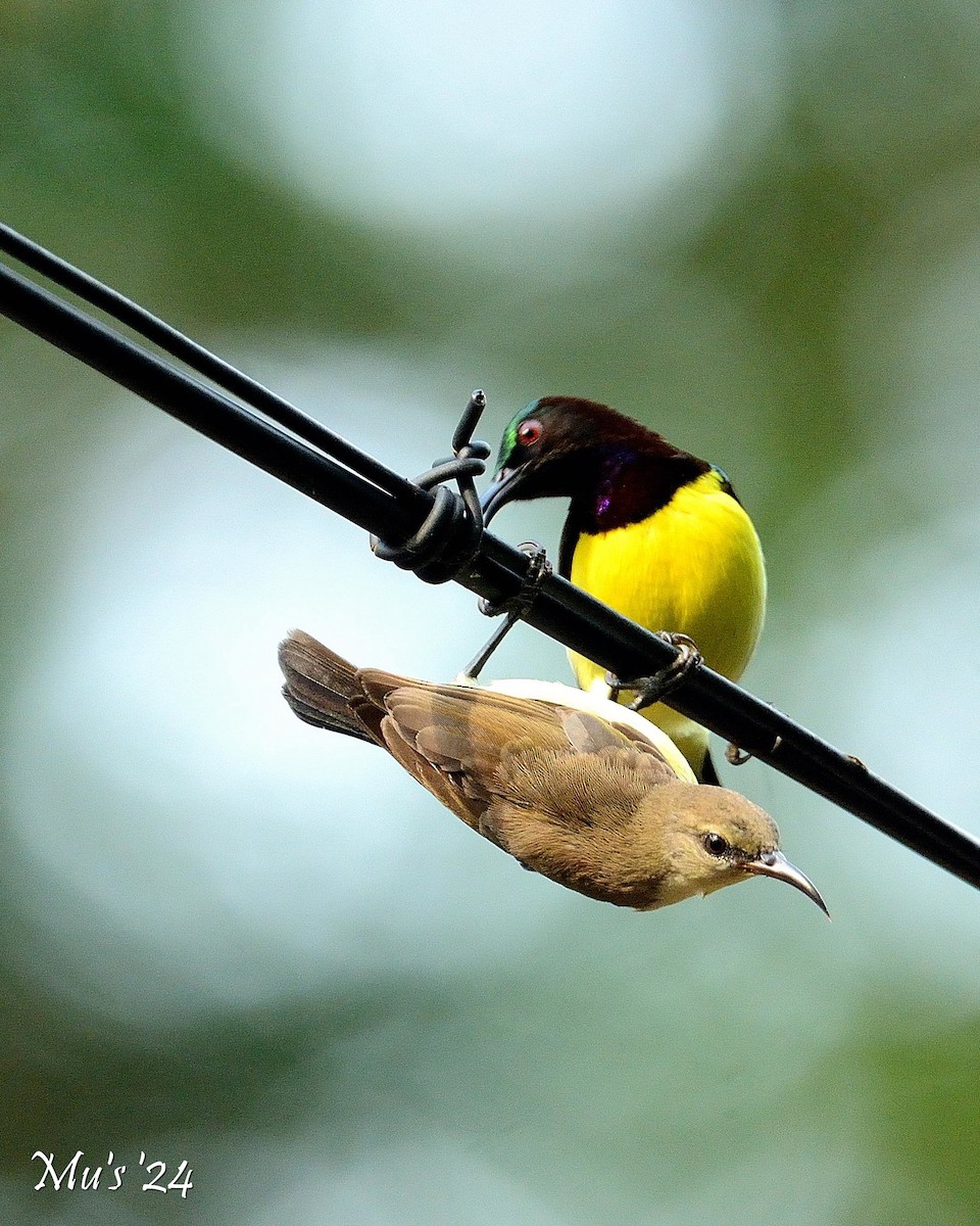 Purple-rumped Sunbird - ML628338028