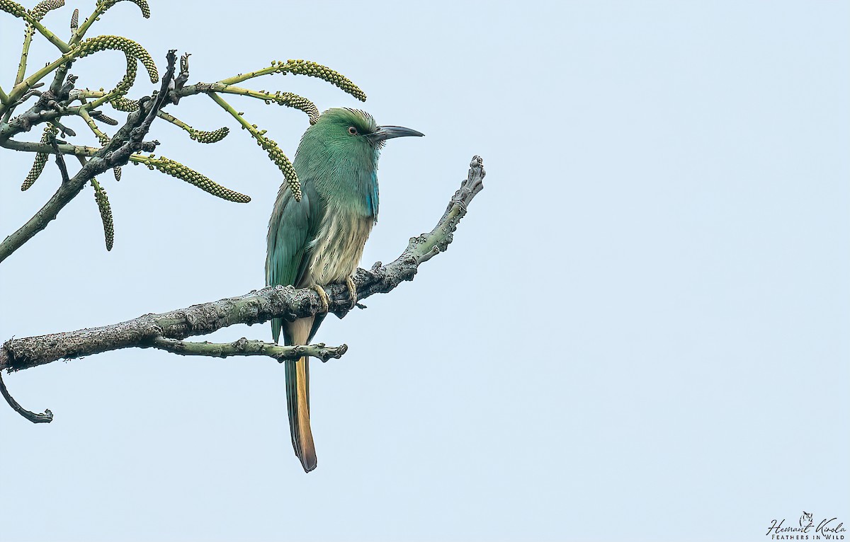 Blue-bearded Bee-eater - ML628338353