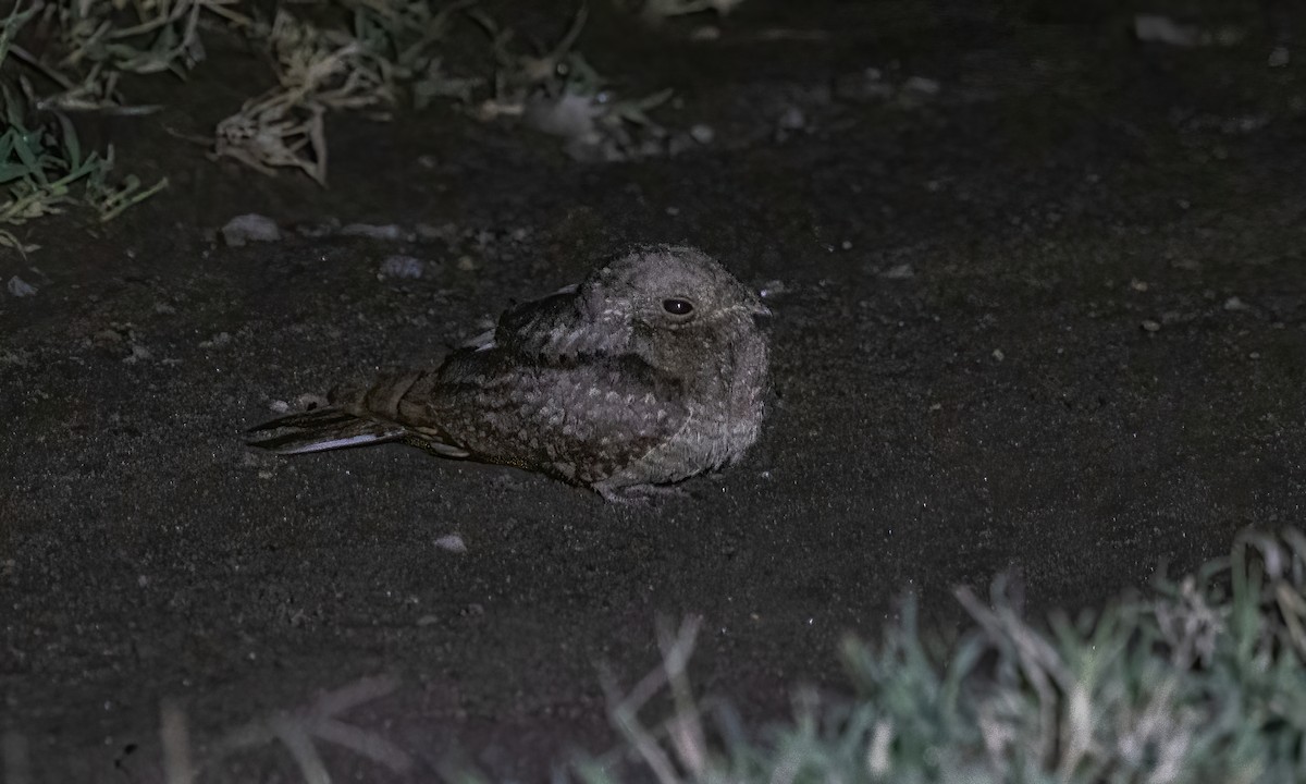 Plain Nightjar - ML628338537