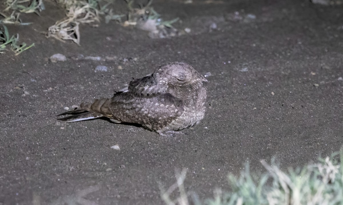 Plain Nightjar - ML628338538