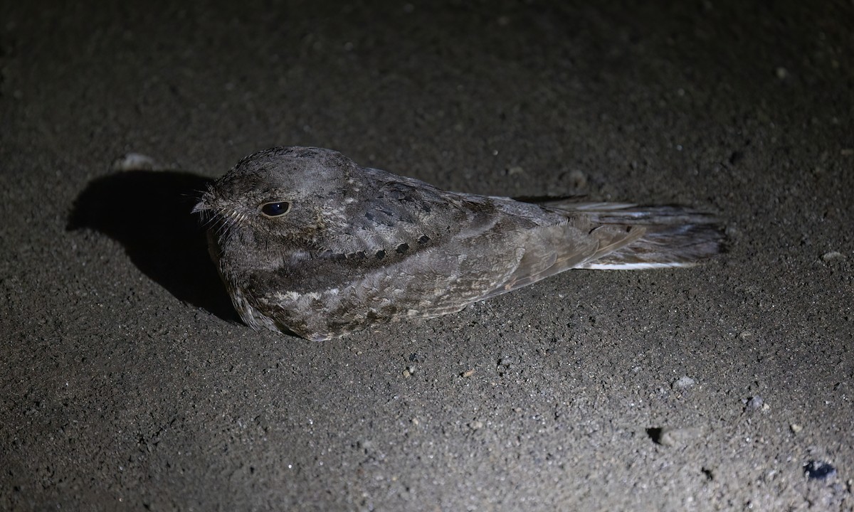 Plain Nightjar - ML628338550