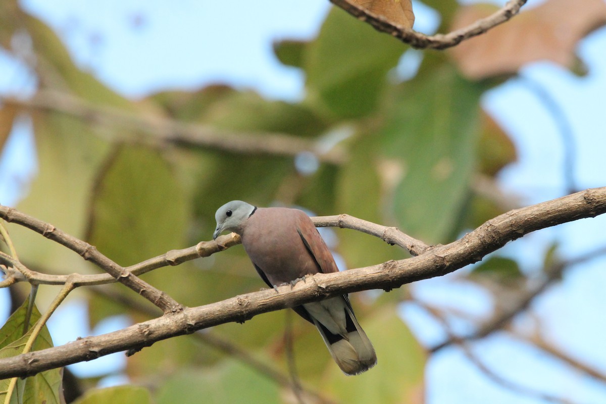 紅鳩 - ML628338608