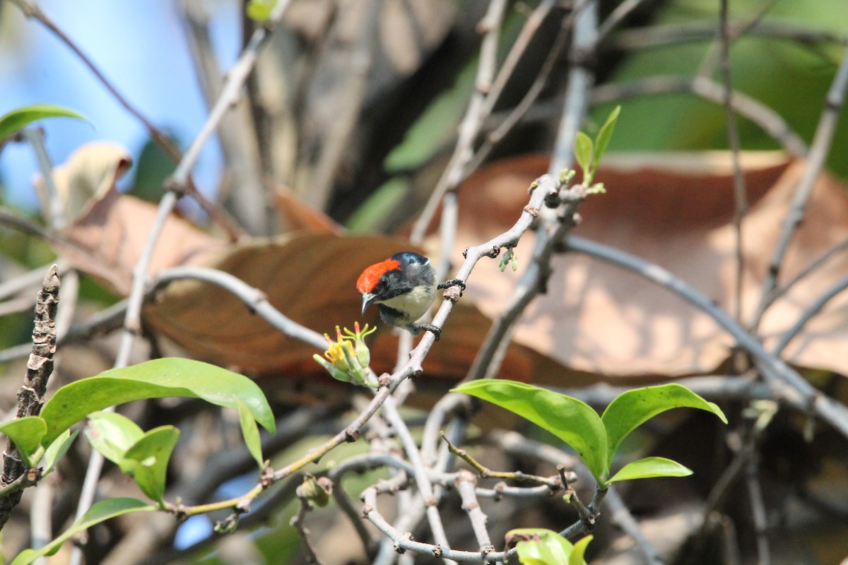 Scarlet-backed Flowerpecker - ML628338610