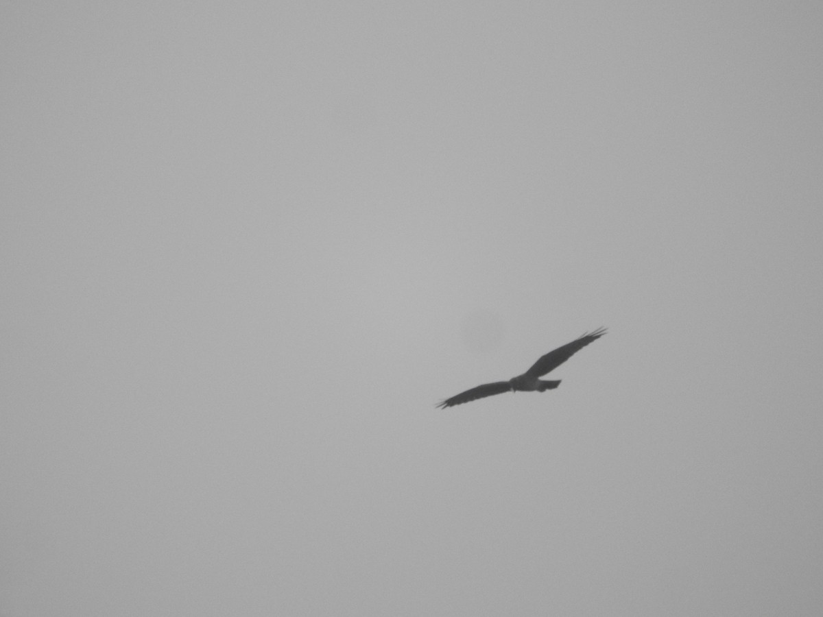 Busard des roseaux - ML628338697