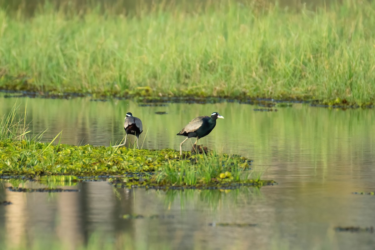 Bronze-winged Jacana - ML628338743