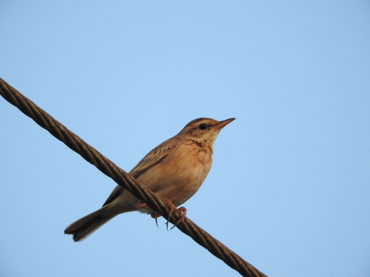 Pipit rousset - ML628338807