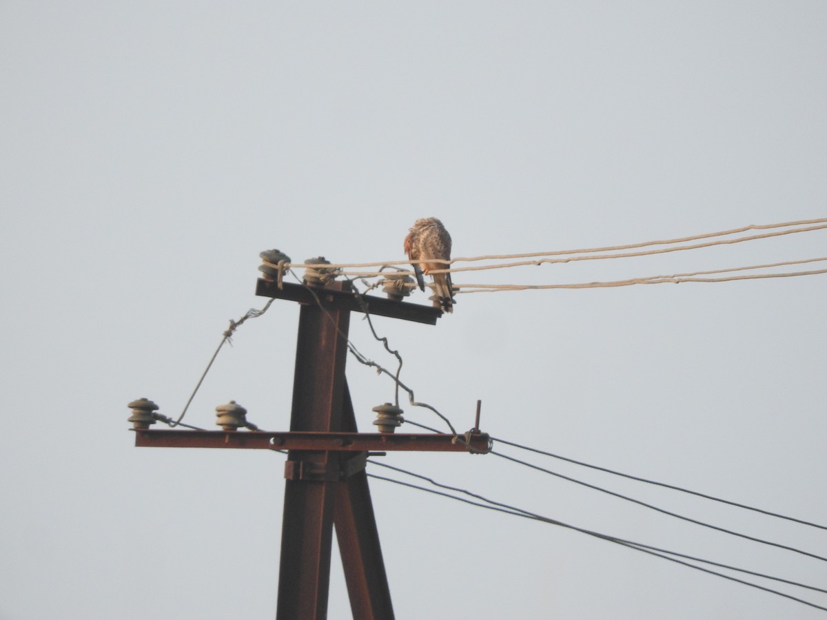 Faucon crécerelle - ML628338880