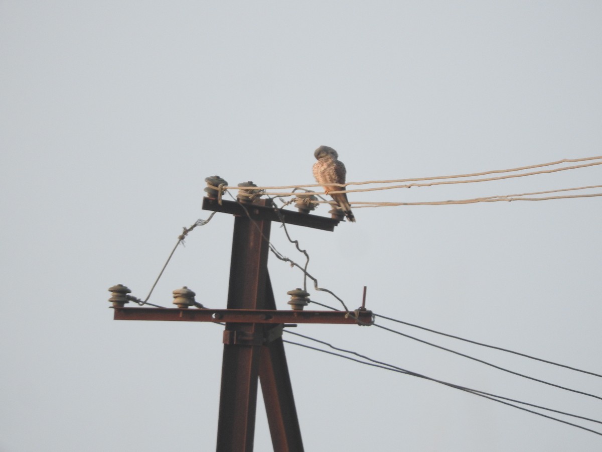 Faucon crécerelle - ML628338881