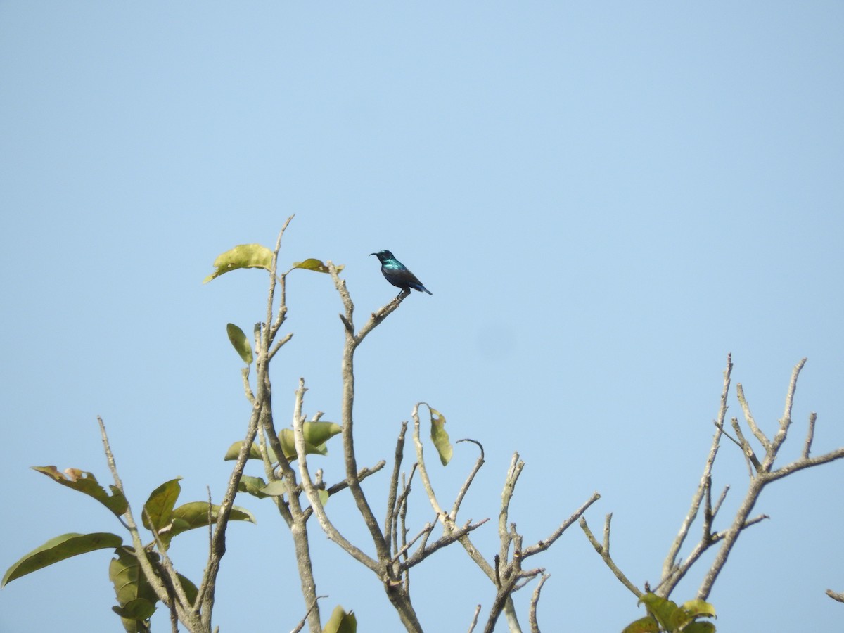 Souimanga asiatique - ML628338891