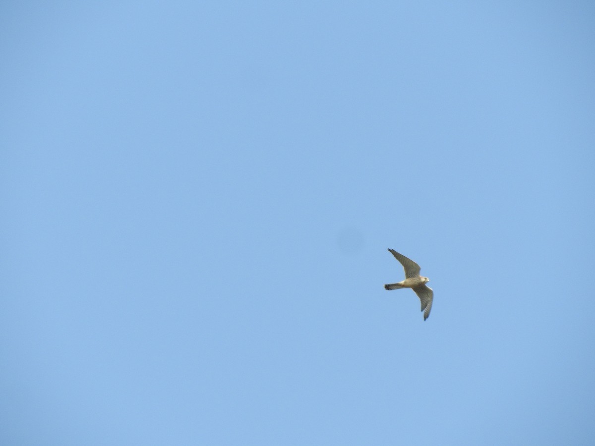 Faucon crécerelle - ML628338895