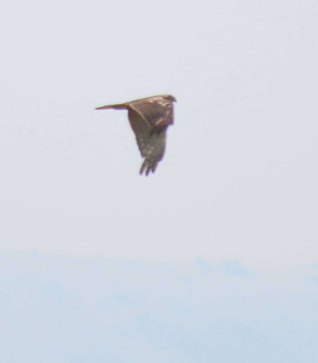 African Marsh Harrier - ML628339029