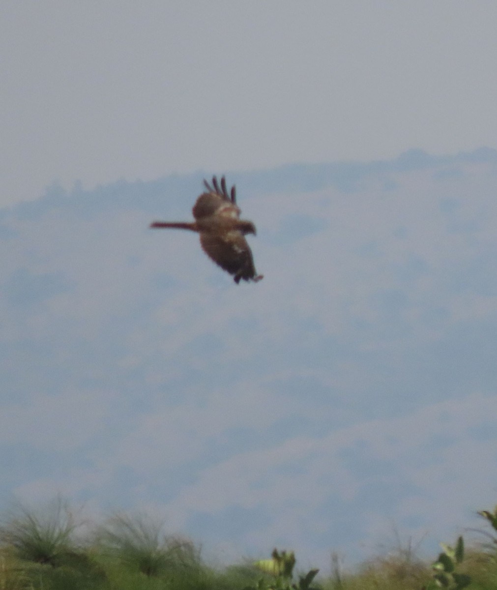 African Marsh Harrier - ML628339030