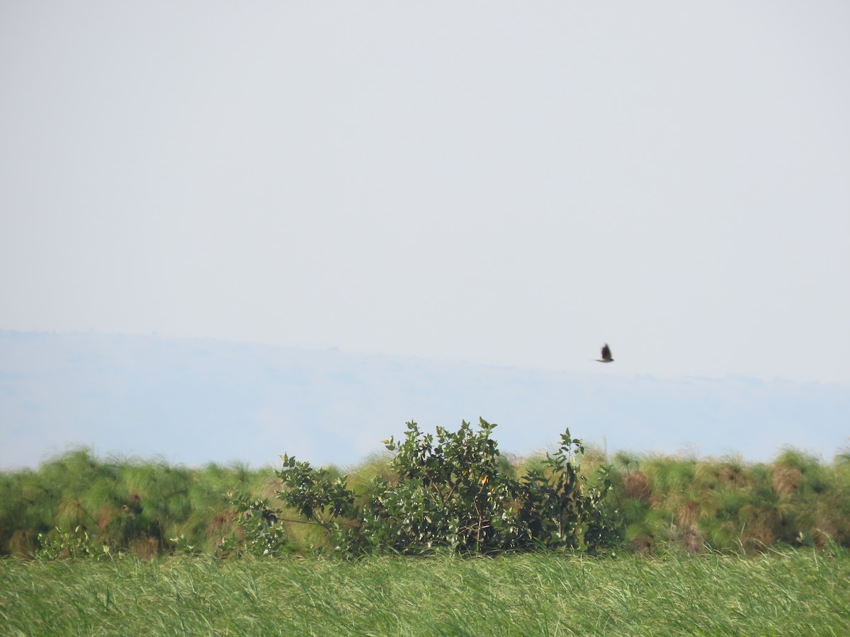 Gray-rumped Swallow - ML628339193