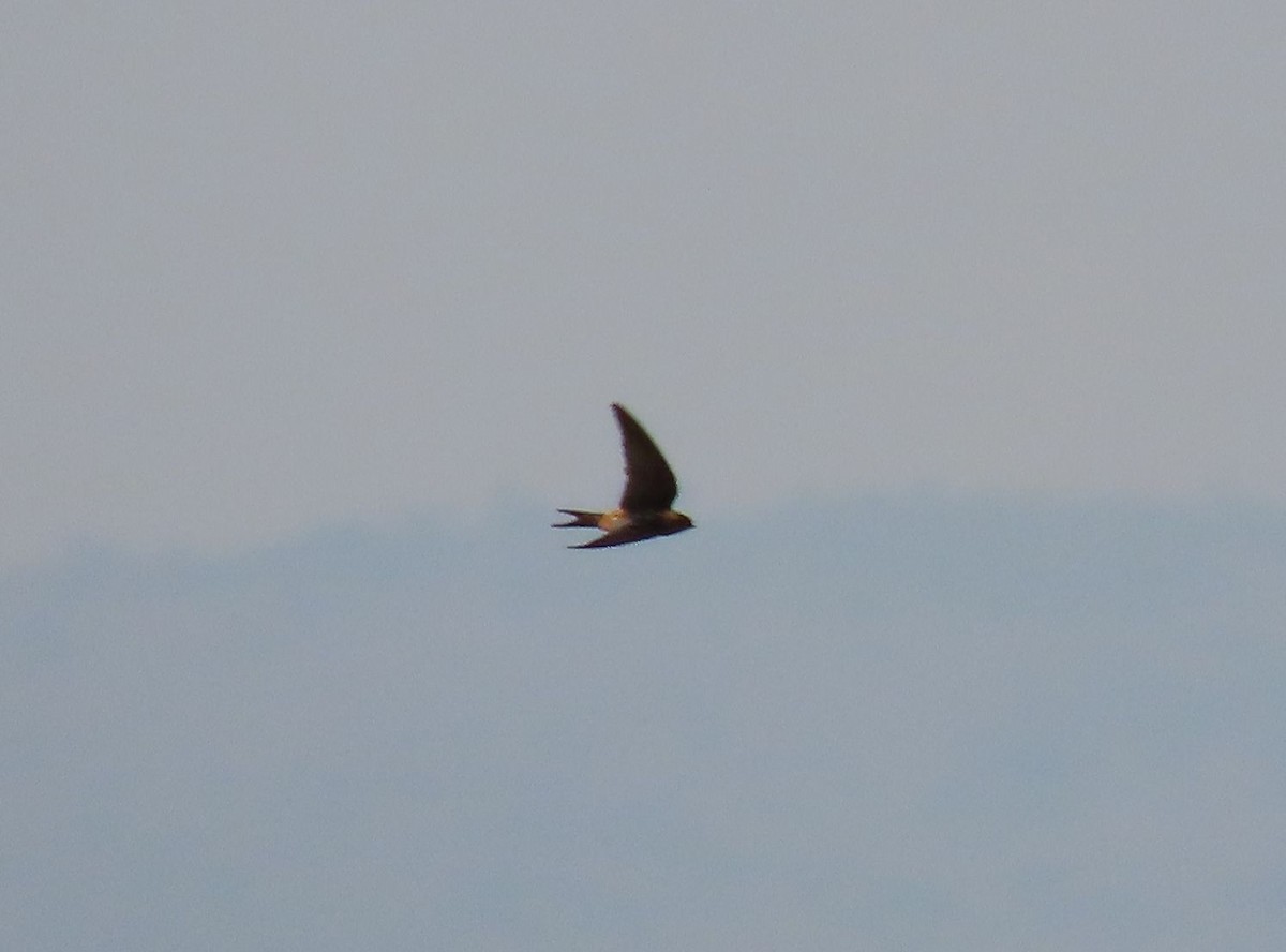 Gray-rumped Swallow - ML628339194