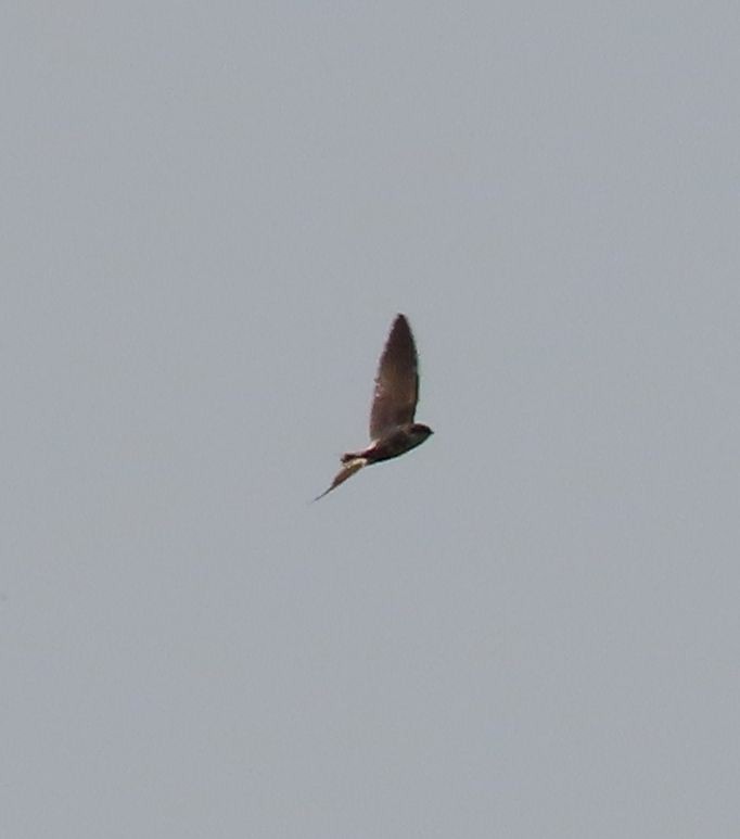 Gray-rumped Swallow - ML628339195