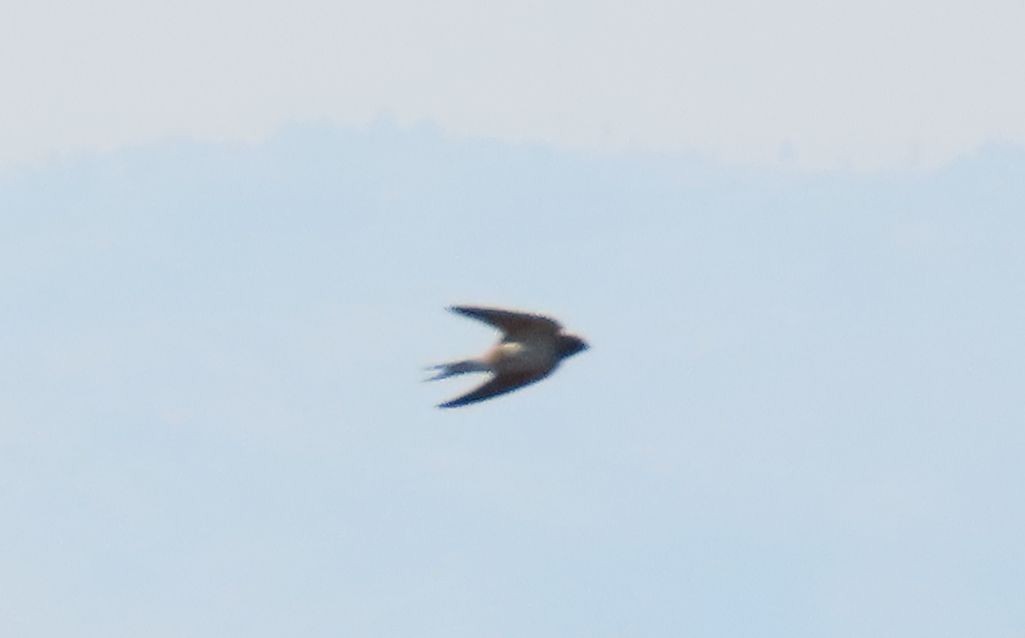 Gray-rumped Swallow - ML628339196