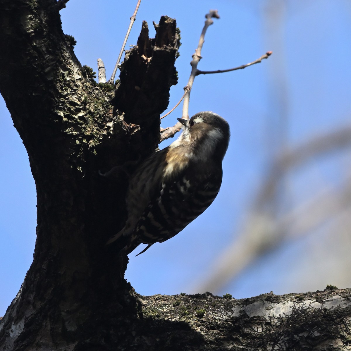Japanese Pygmy Woodpecker - ML628339379