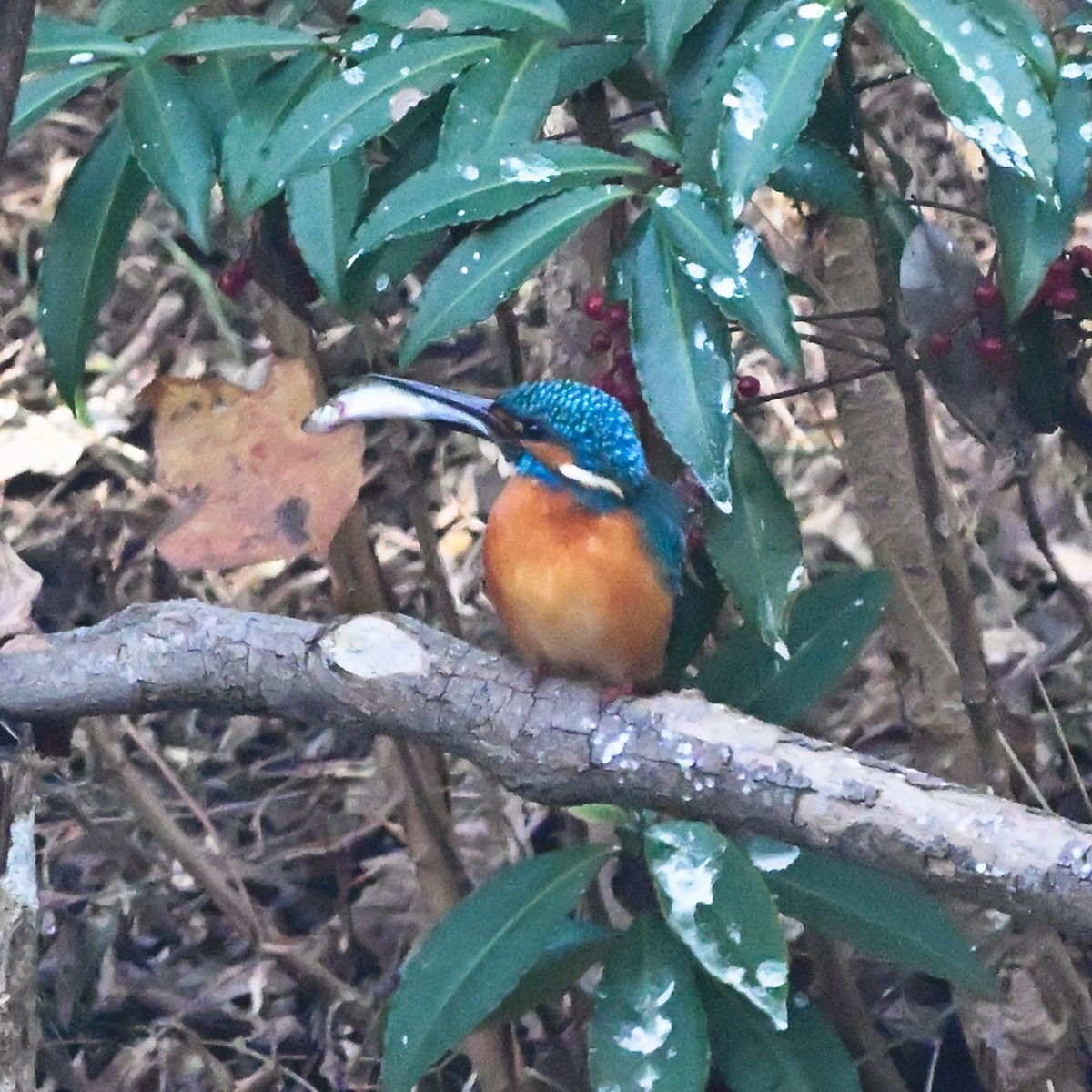 Common Kingfisher - ML628339381