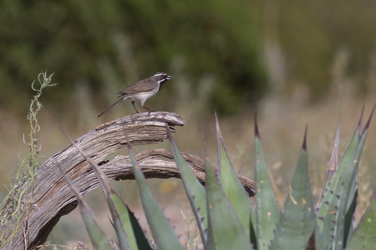 Black-throated Sparrow - ML628339467