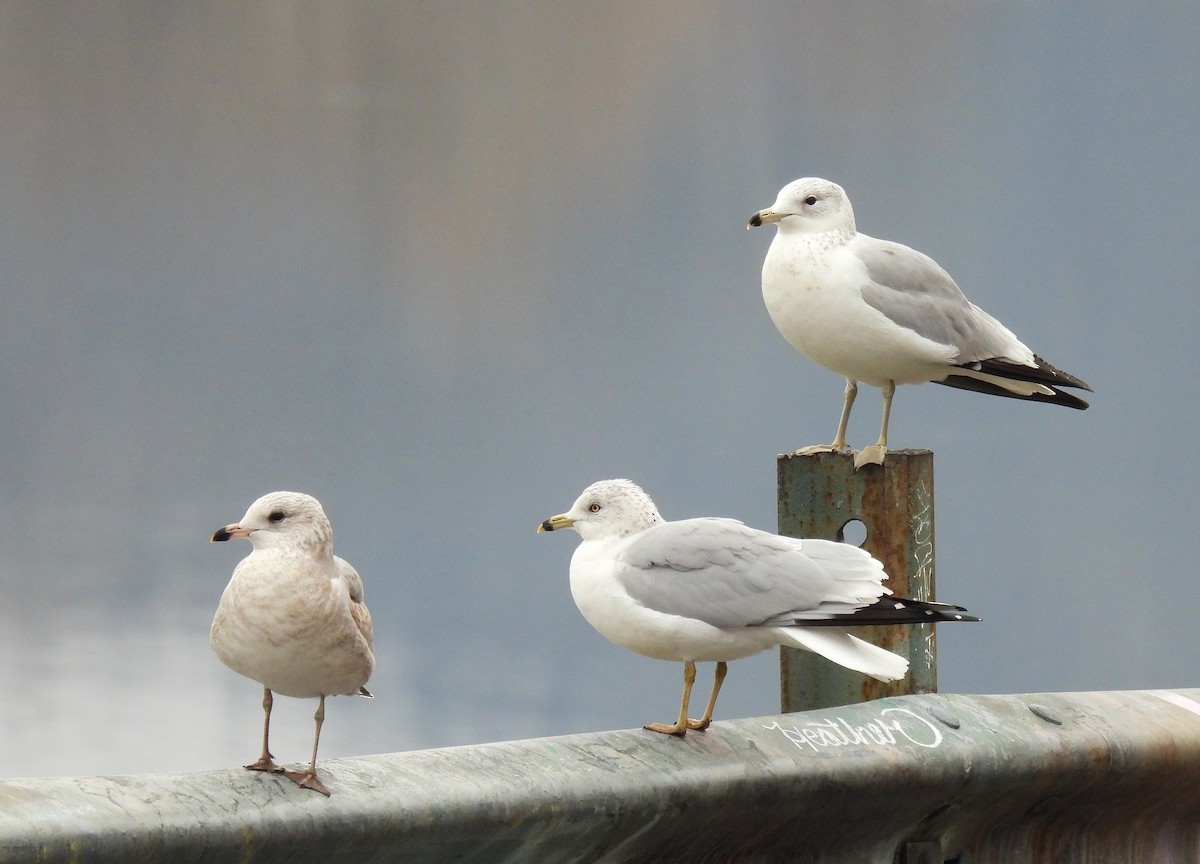 Ring-billed Gull - Corvus 𓄿