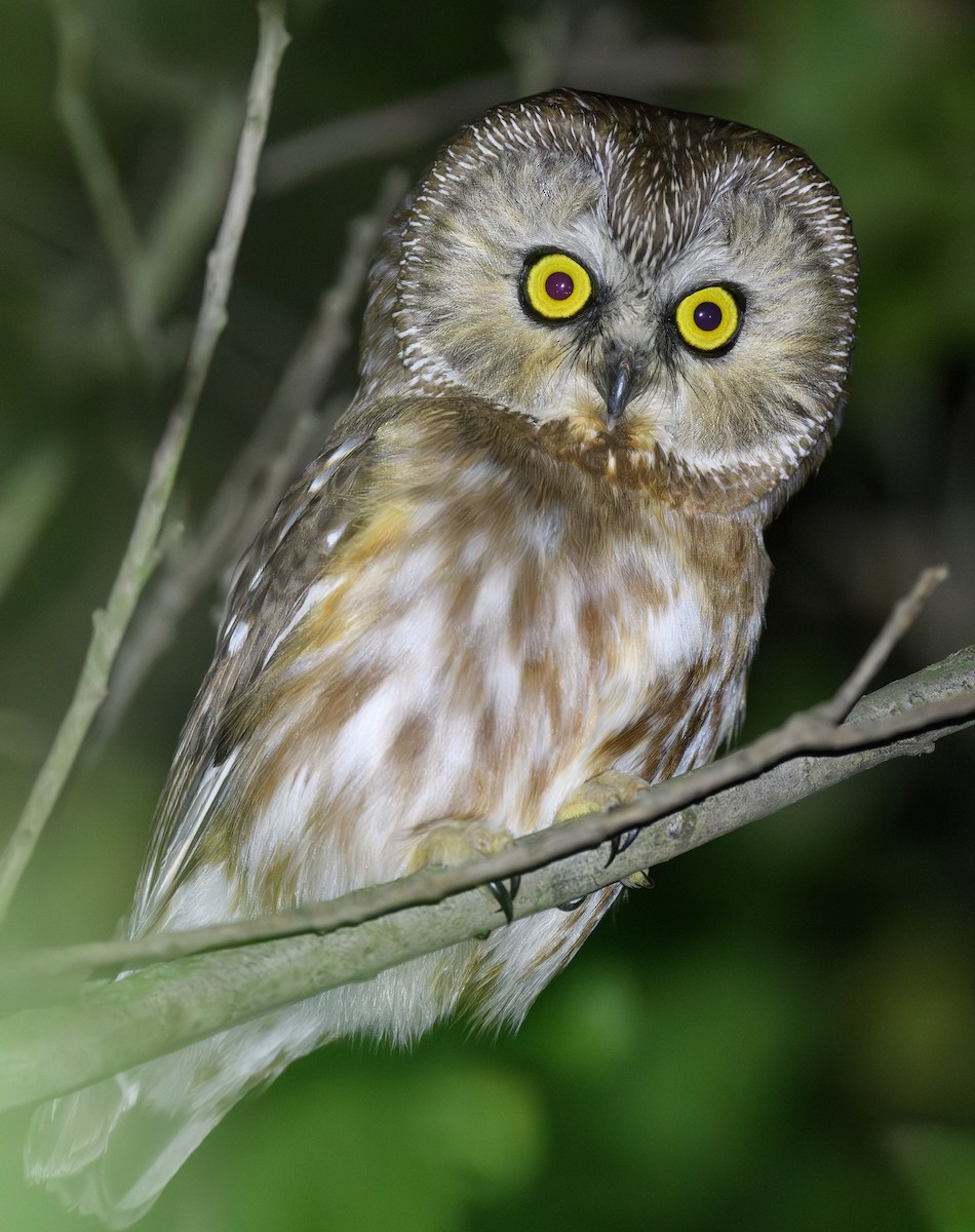 Northern Saw-whet Owl - ML628339510
