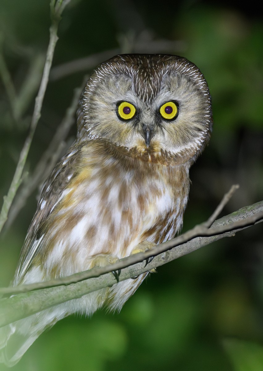 Northern Saw-whet Owl - ML628339514