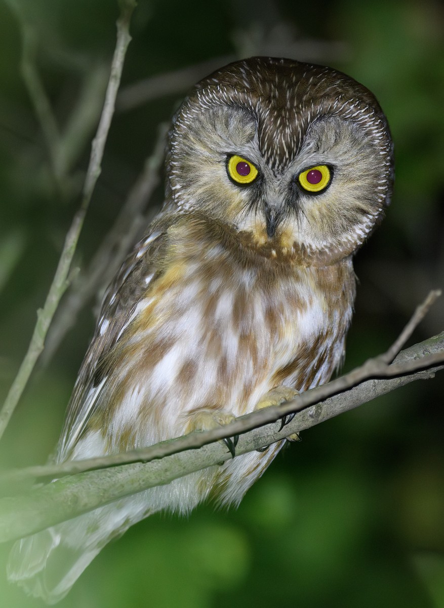 Northern Saw-whet Owl - ML628339517