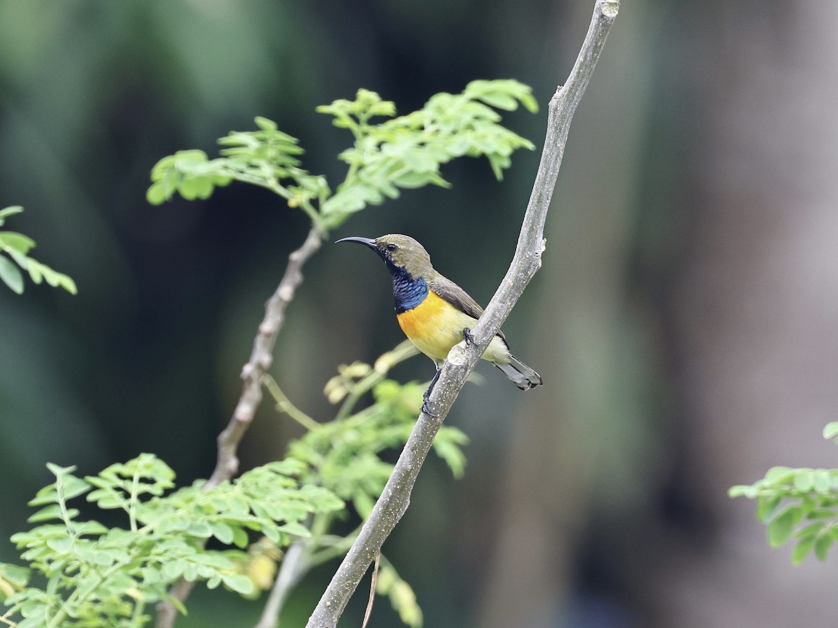 Palawan Sunbird - ML628339553